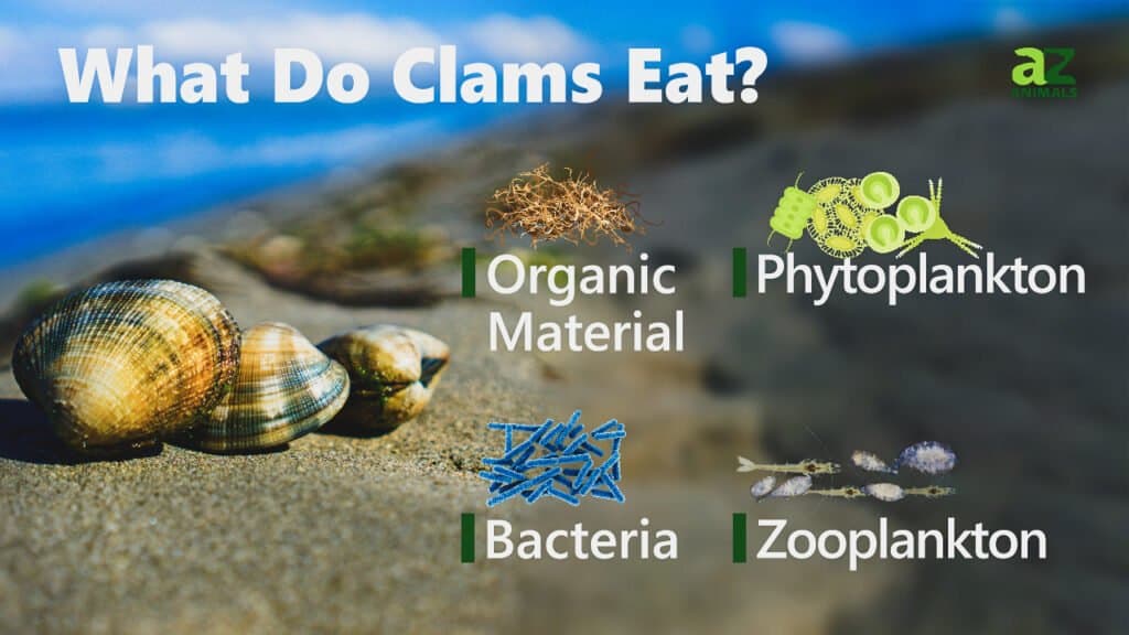 Do Clams Eat Kelp