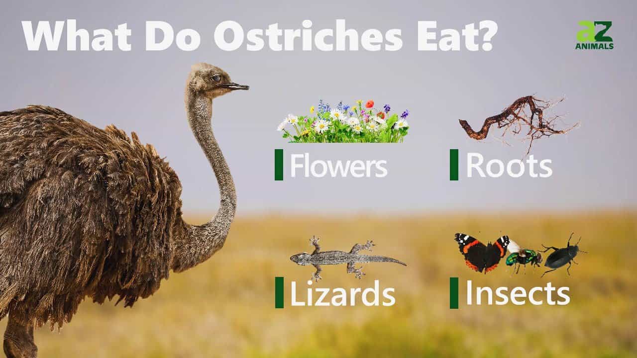 What to Ostriches Eat