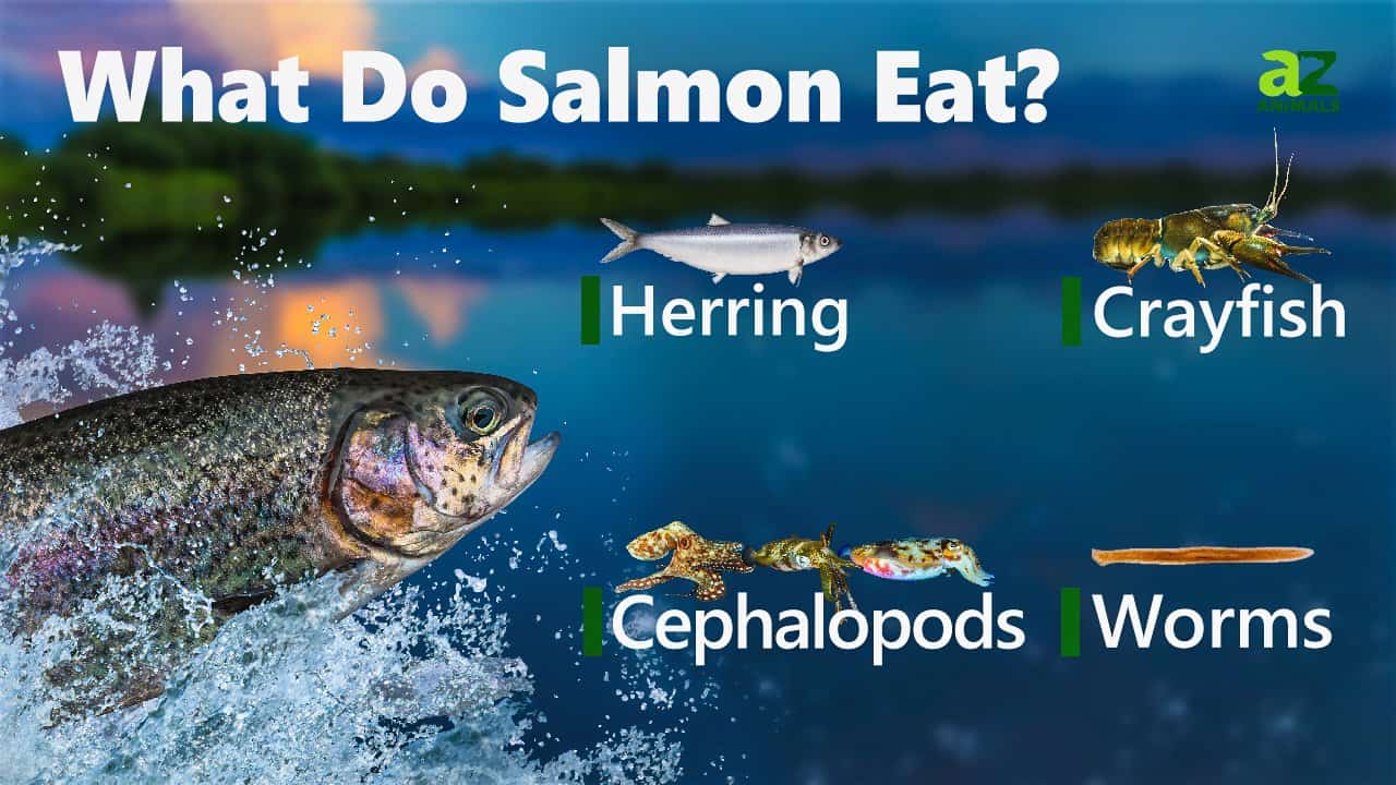 What Do Salmon Fish Eat