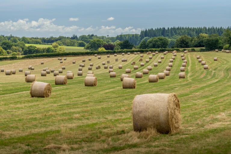 What Does Hay Come From