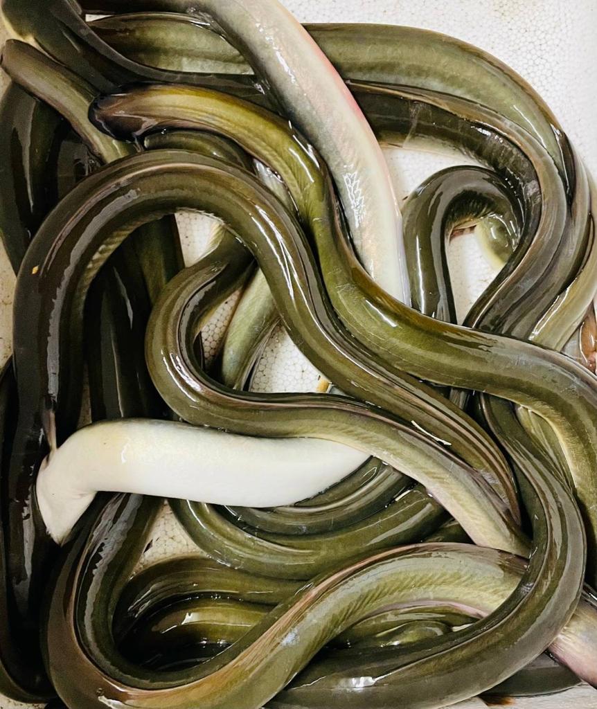 幻の魚「青うなぎ」は何が違う？児島湾が誇る極上の特徴と最新相場