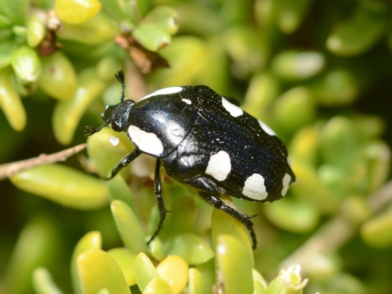 Black Bugs with White Dots