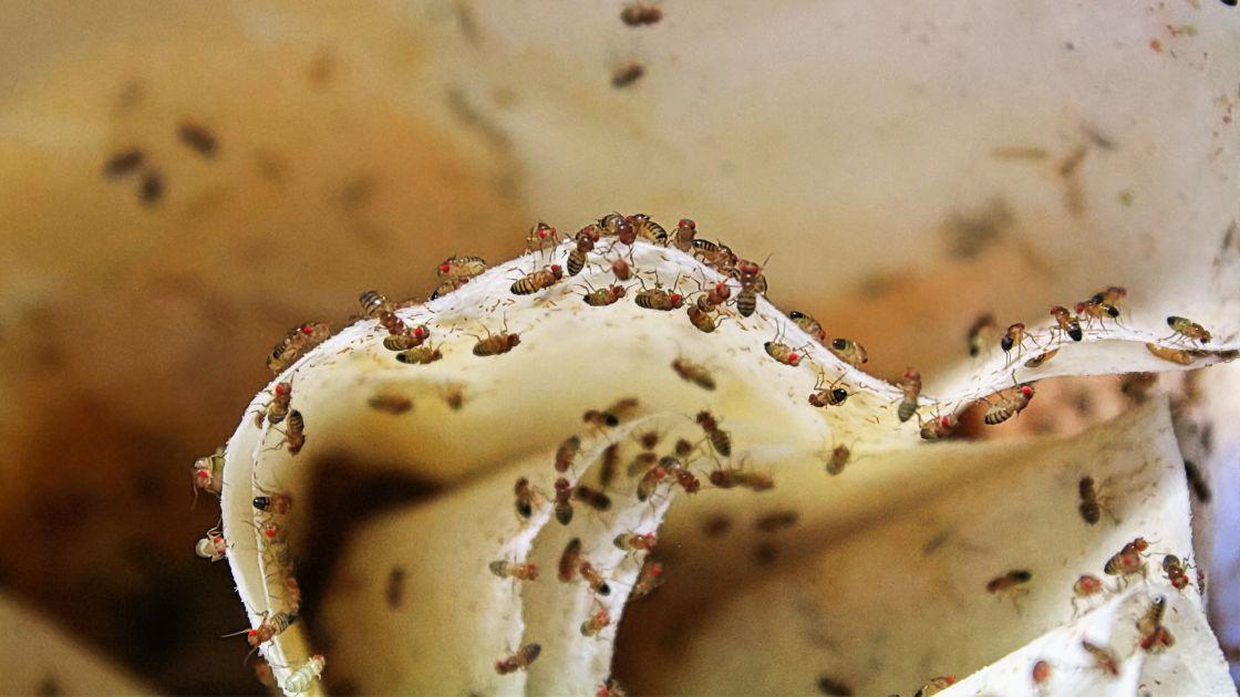 Why Are There So Many Fruit Flies