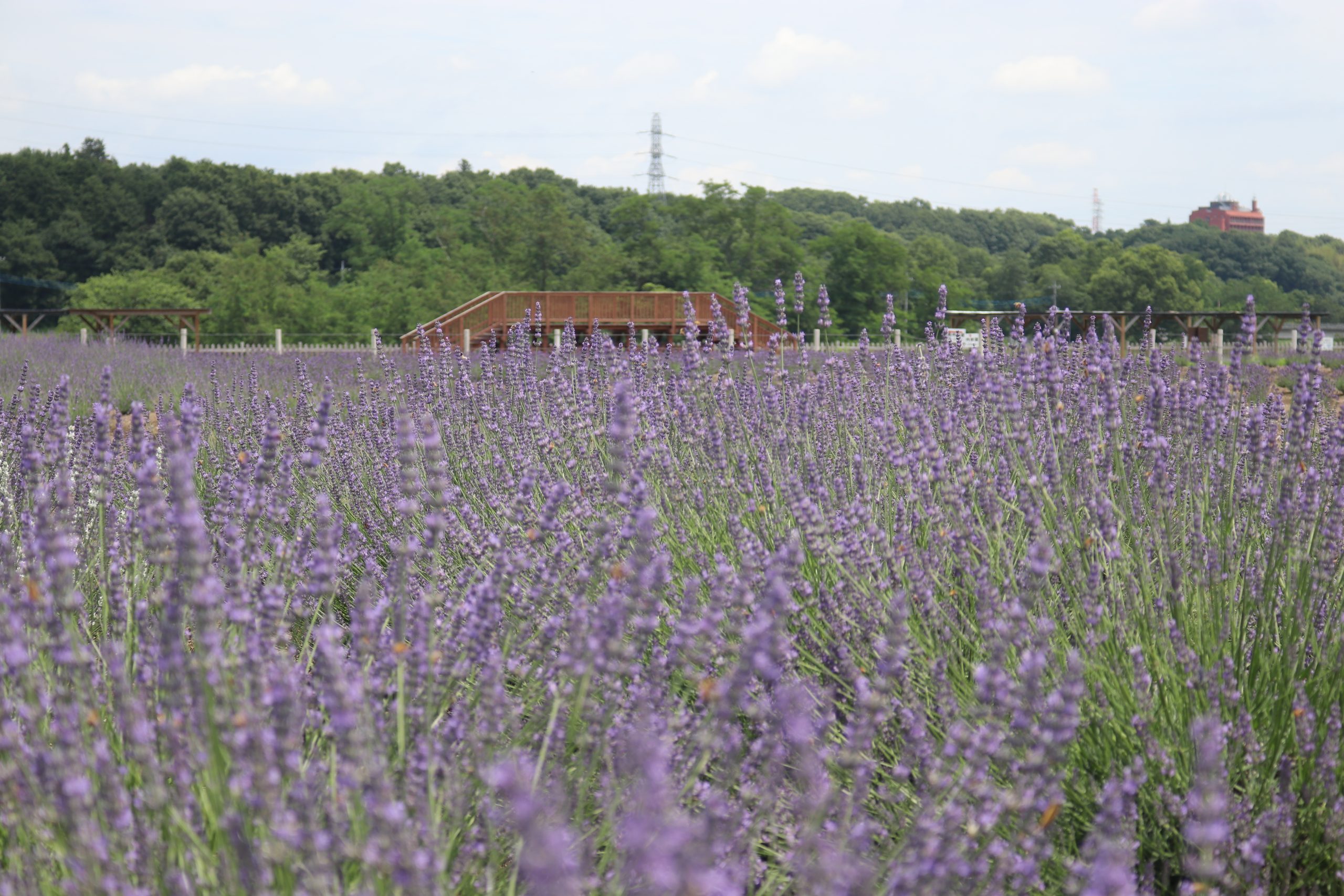 【2026】千年の苑ラベンダー園の見頃と開花状況！満開絶景の攻略法