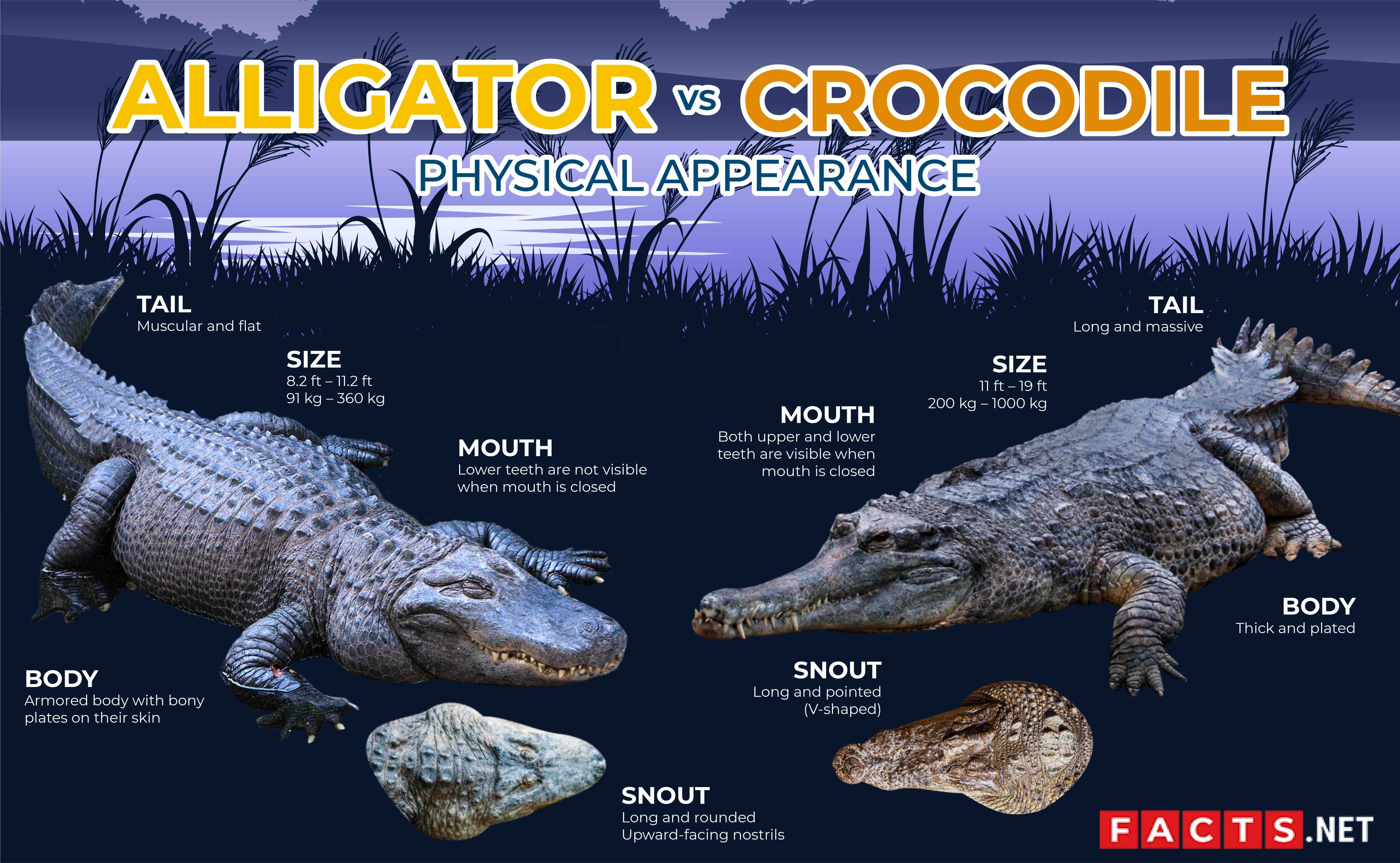 What Is a Difference Between an Alligator and a Crocodile