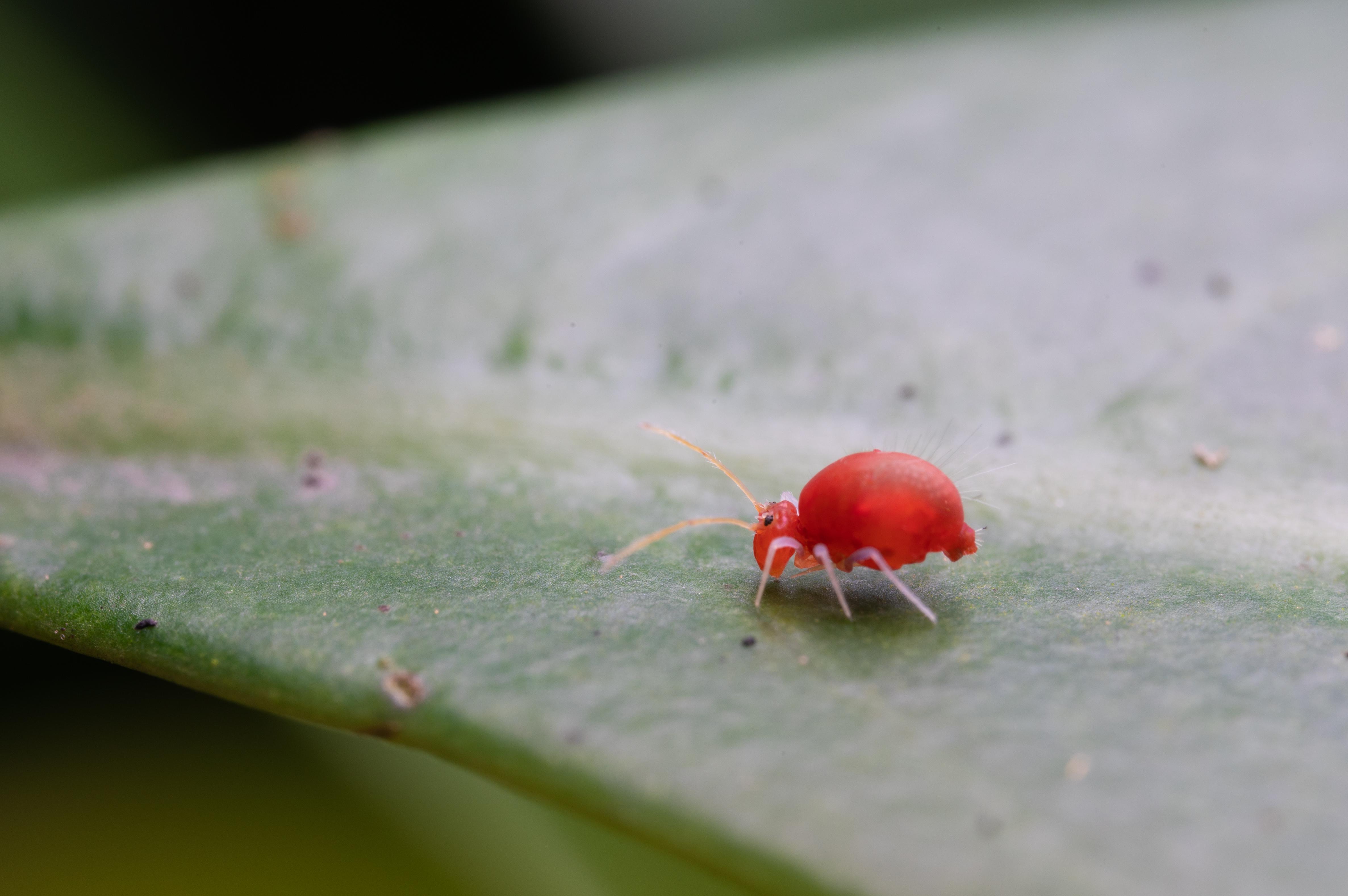 Tiny Red Circle Bugs