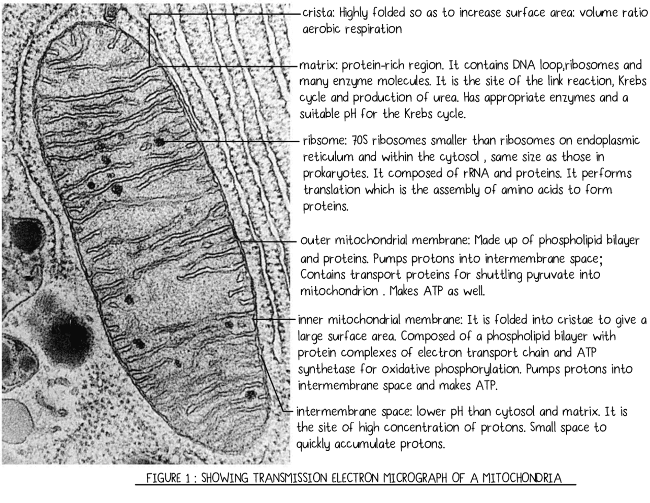 Label the Transmission Electron Micrograph of the Mitochondrion