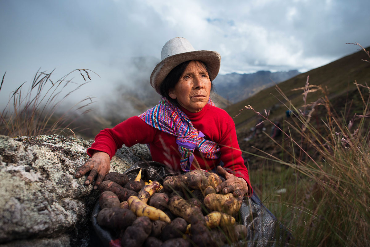Legume Discovered in Peru