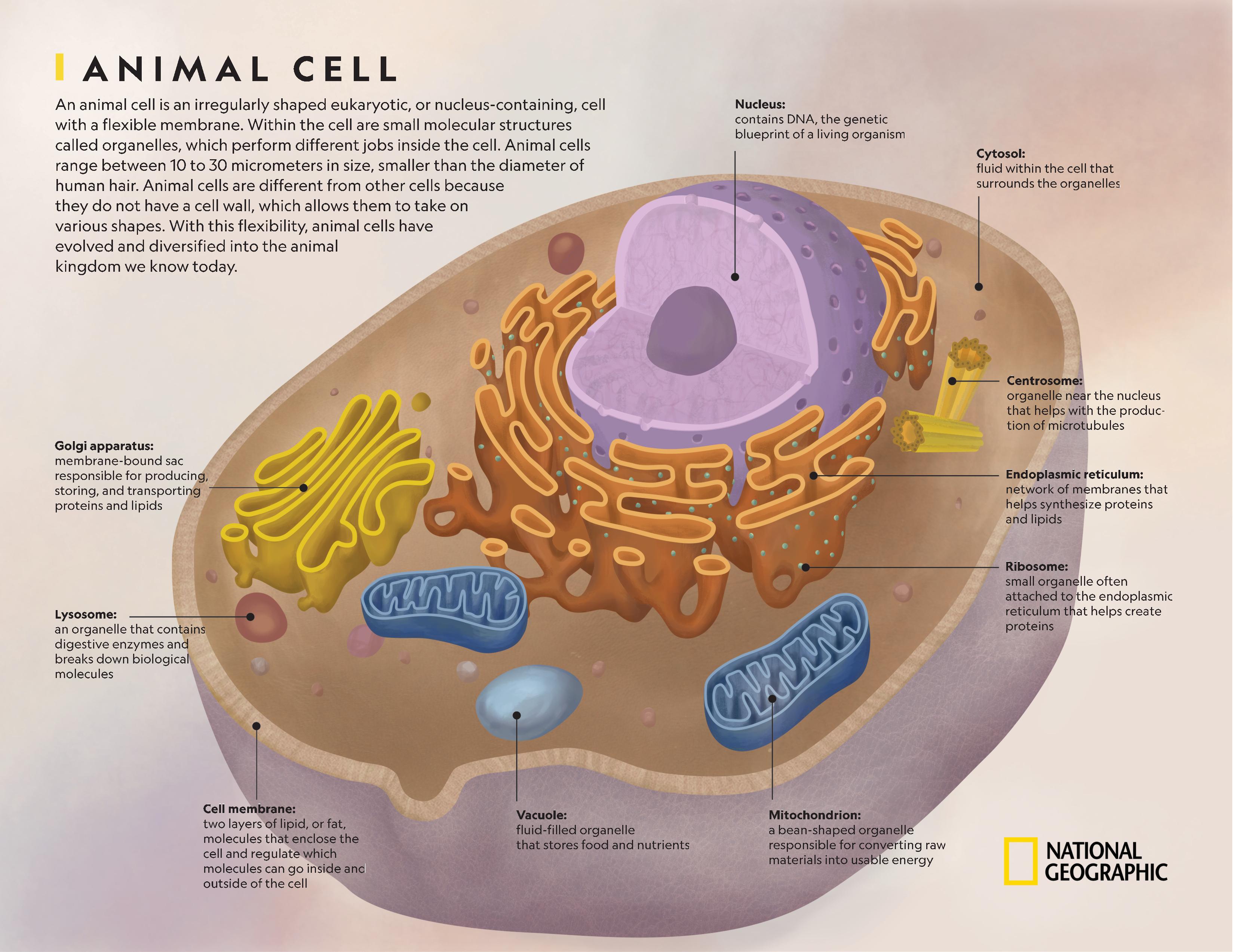 How Does the Animal Cell Look Like