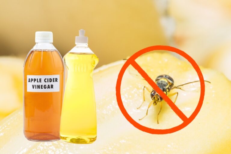 Do Apple Cider Vinegar Kill Fruit Flies