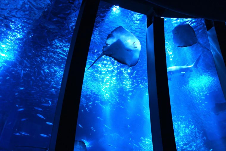 2026年最新版！スケールと迫力で選ぶ「関東の巨大水族館」最前線：圧巻のメガ水槽から最新体験まで徹底取材