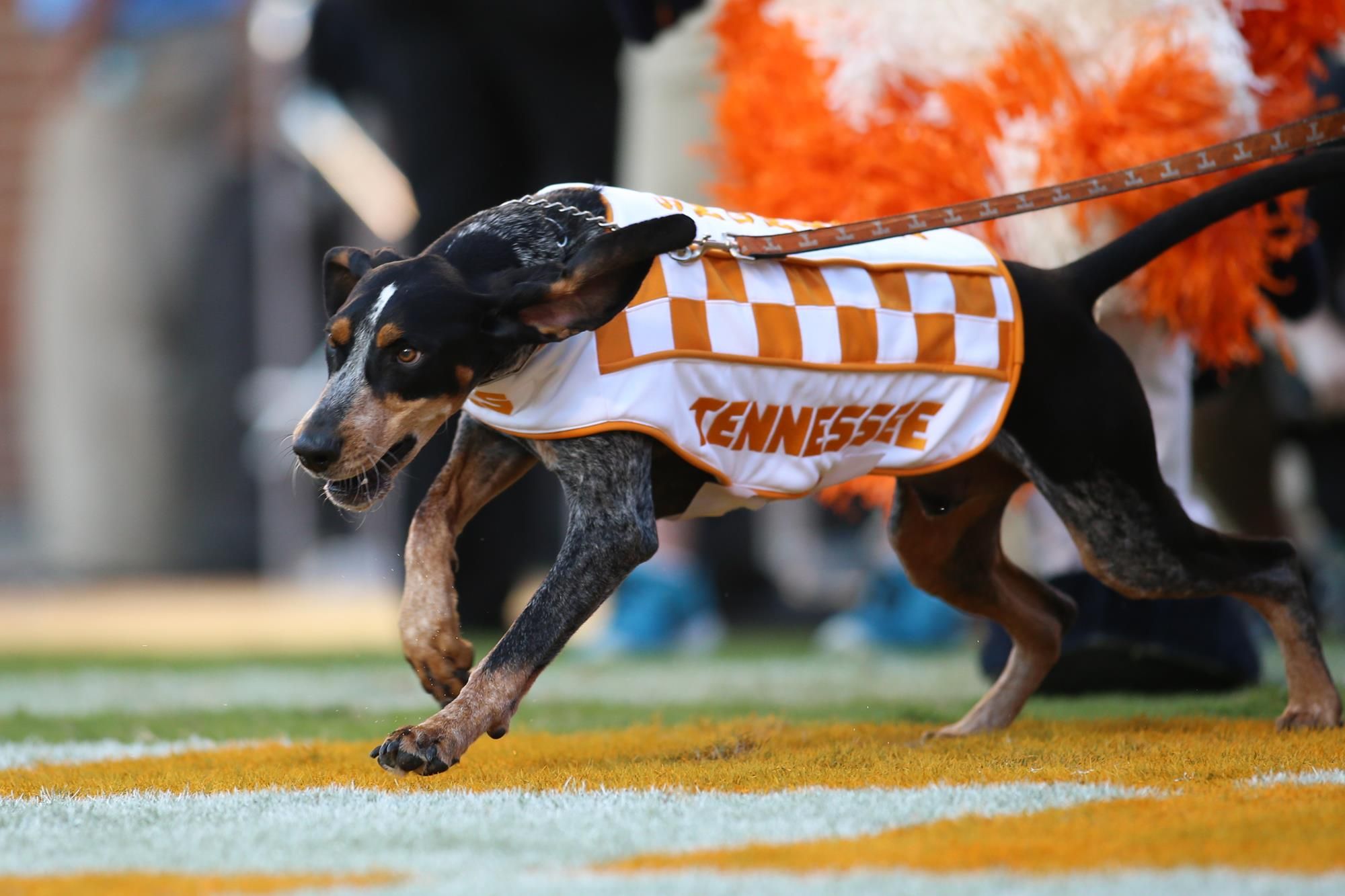 Tennessee Volunteer Mascot