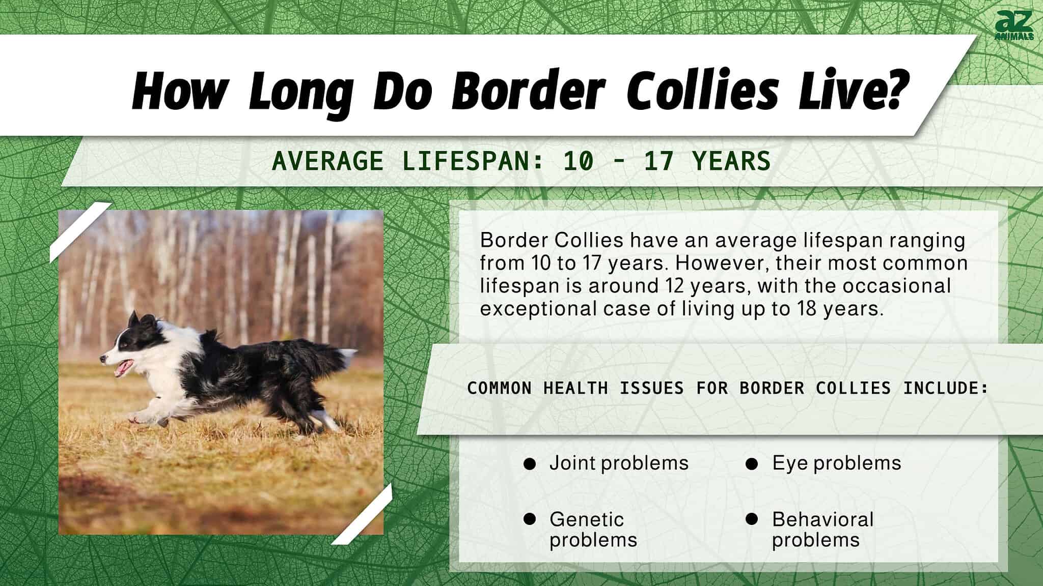 What Is the Average Life Expectancy of a Border Collie