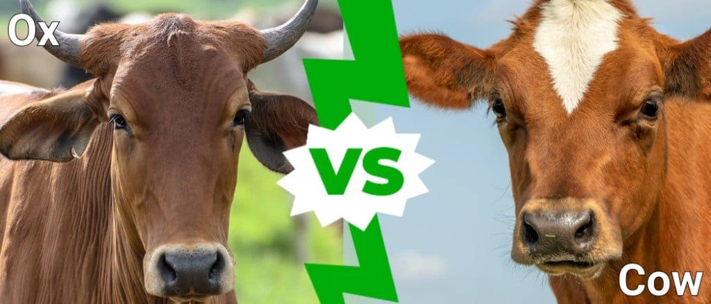What Is the Difference Between Oxen and Cattle