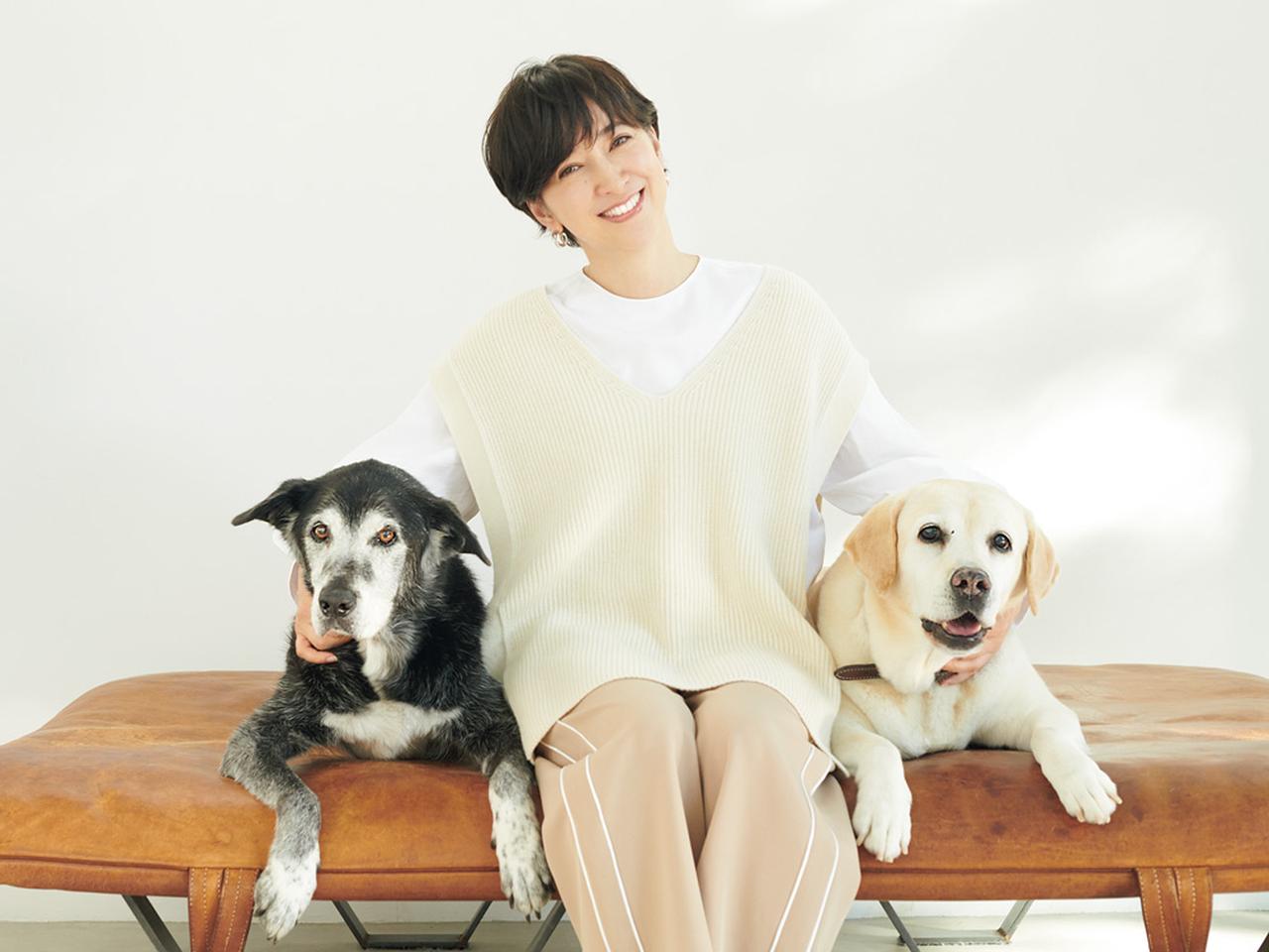 滝川クリステルの愛犬アリスの死因と現在｜福島被災犬が遺した愛と絆の真実