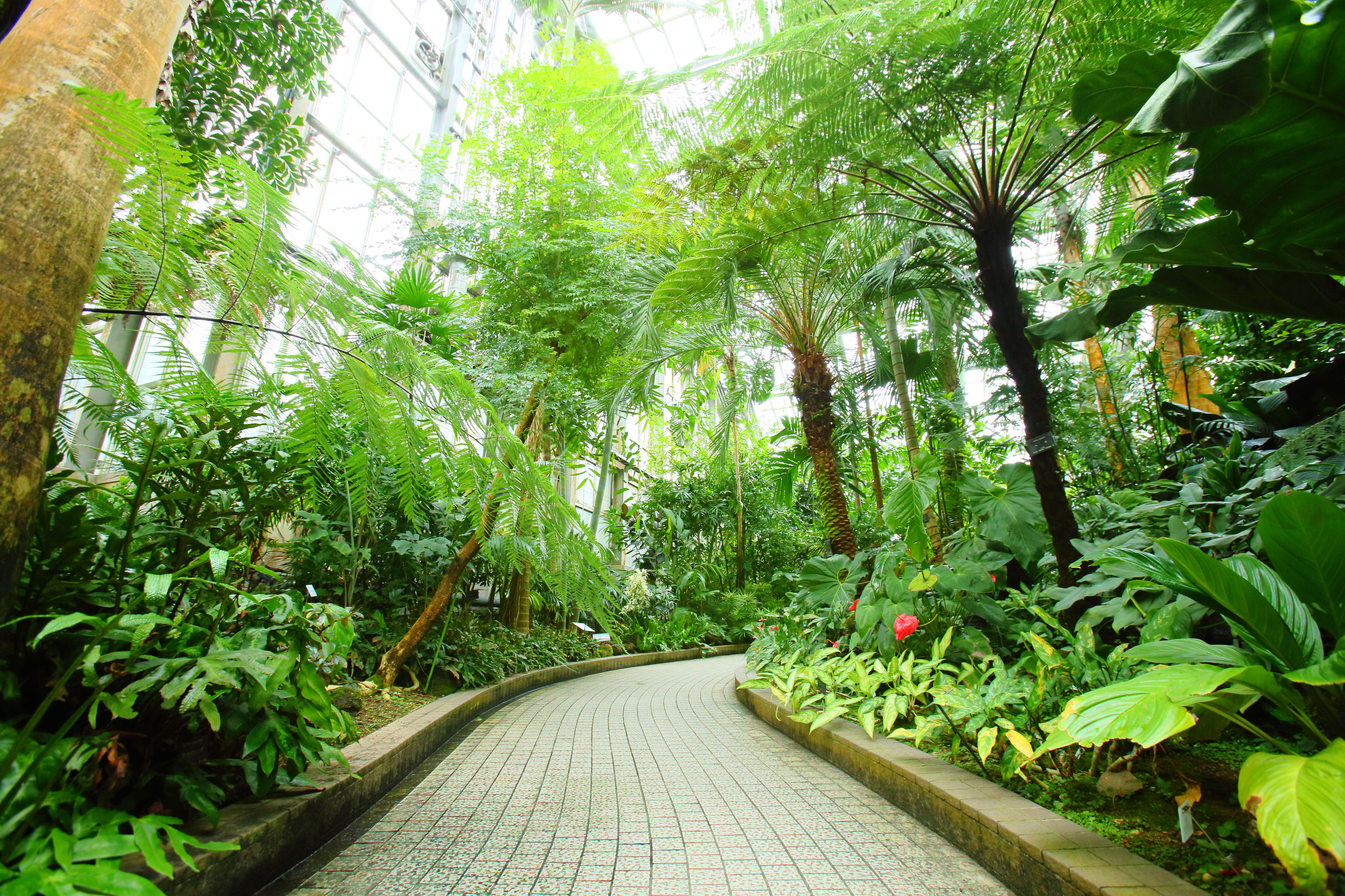 京都府立植物園の再整備計画の真相と2026年最新見どころガイド