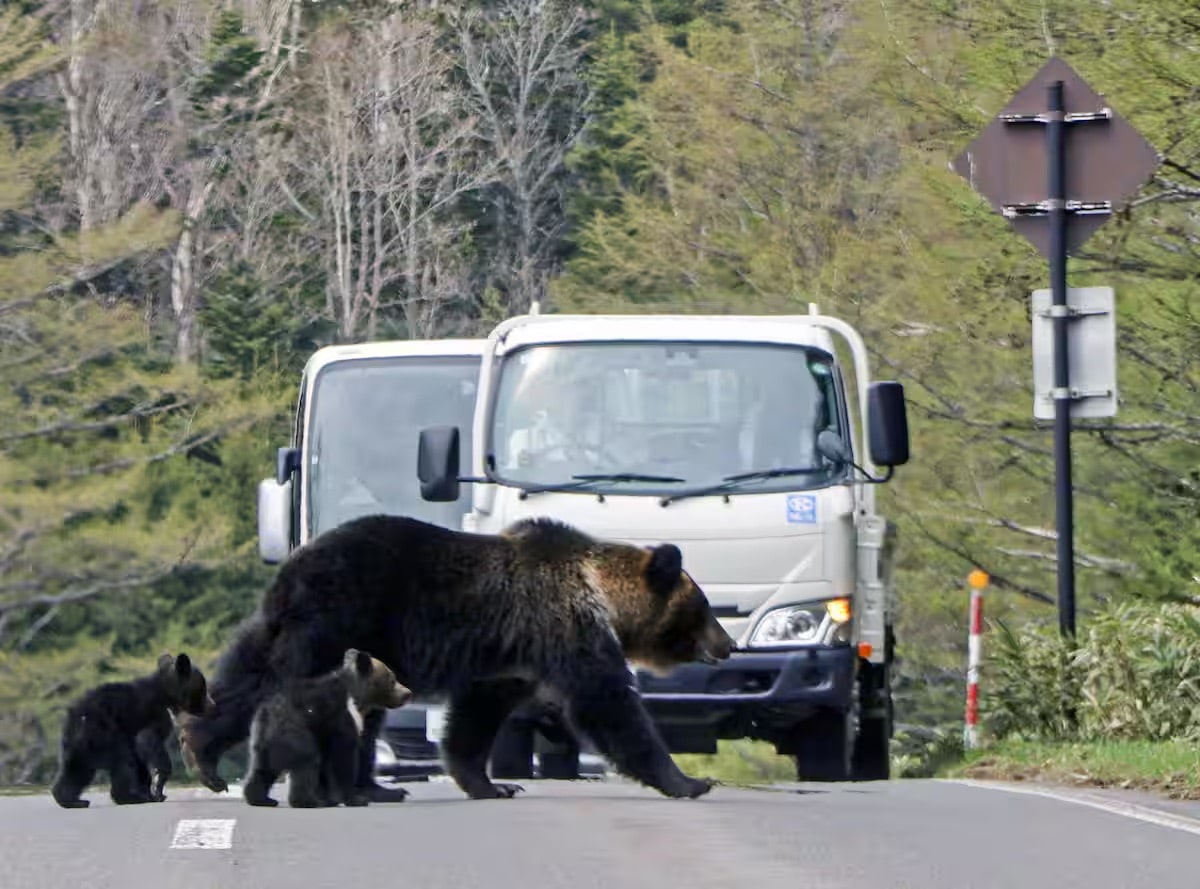 知床ヒグマ共生は崩壊したか？人慣れ危機と2026年の最前線