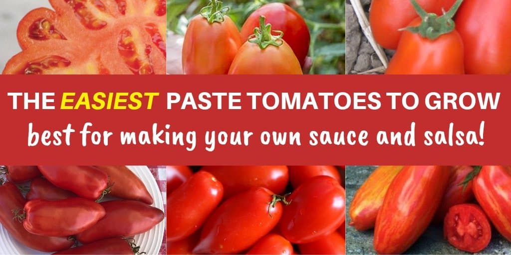 Best Tomatoes to Grow for Salsa