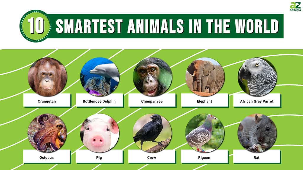 What Is the Smartest Creature on Earth