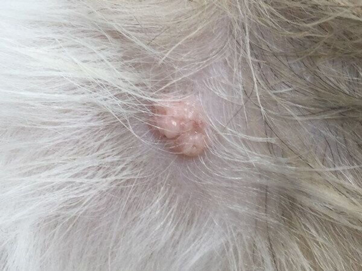 愛犬のイボは悪性？皮膚がん・肥満細胞腫の見分け方と受診目安