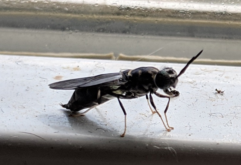Black Bug Flying House