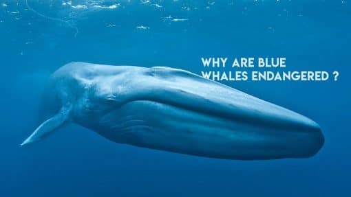 Reasons Why Blue Whales Are Endangered