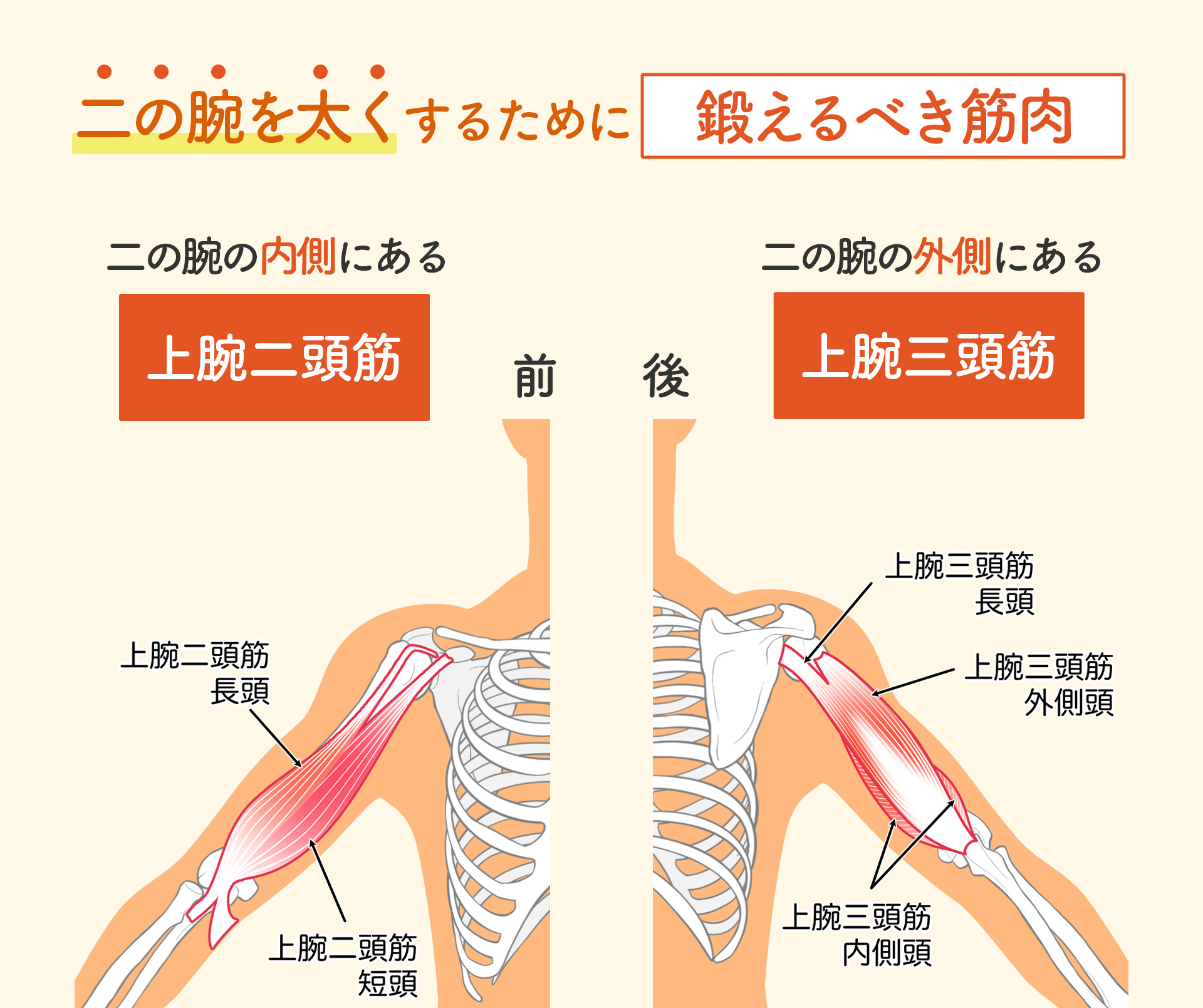 二の腕の外側を揉むと痛いのはなぜ？激痛の原因と痛くないほぐし方