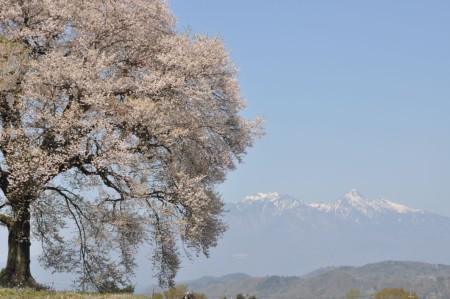 残雪の八ヶ岳に映える一本桜の奇跡——2026年、私たちが「わに塚の桜」にこれほど惹かれる理由