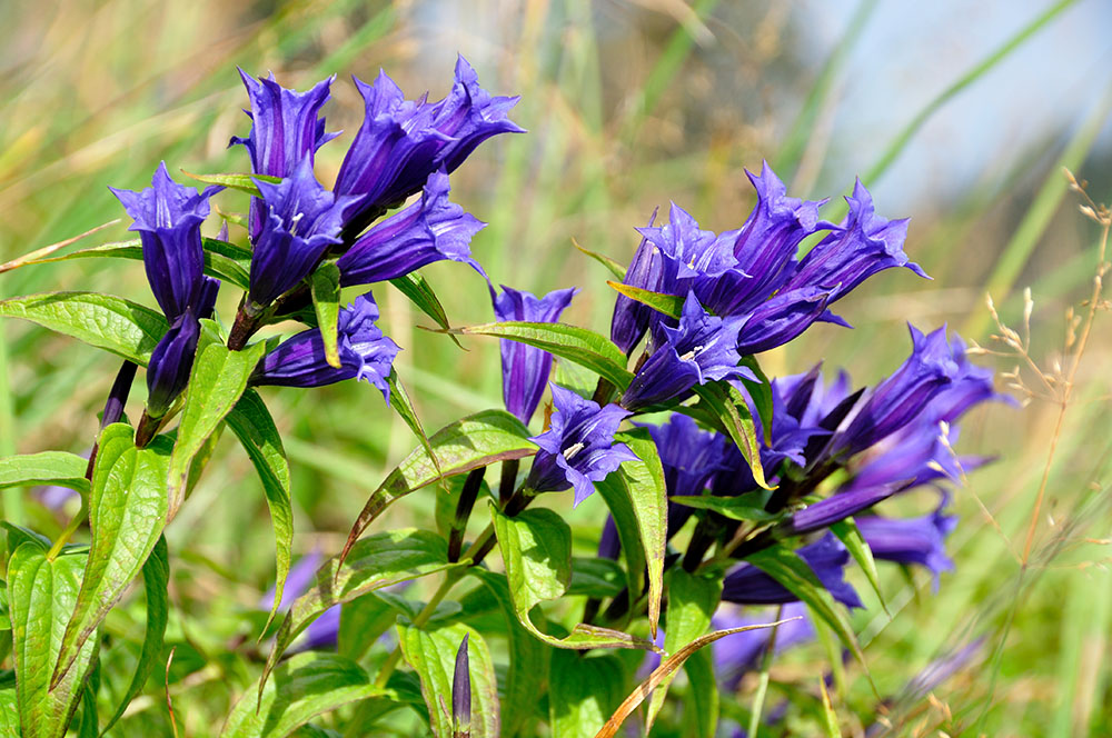 リンドウの花言葉と怖い噂の真相！色別の意味や敬老の日の理由を徹底解説