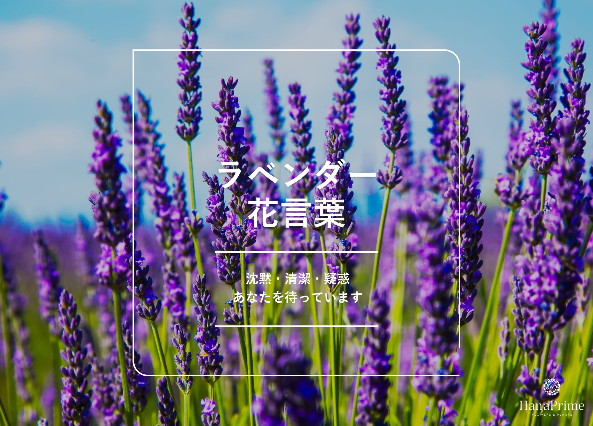 ラベンダーの花言葉は怖い？「疑惑」や「沈黙」の真相と色別の意味を徹底解説