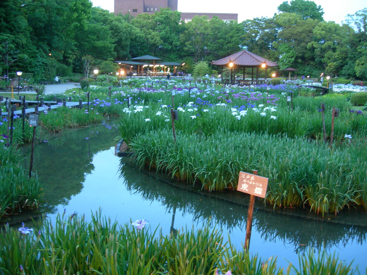 城北公園菖蒲園の見頃と開花速報！混雑回避・駐車場＆屋台徹底ガイド