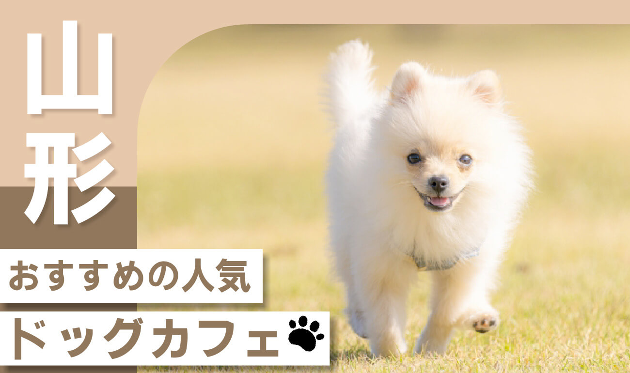山形の犬カフェおすすめ決定版！愛犬同伴＆ふれあい穴場を徹底比較