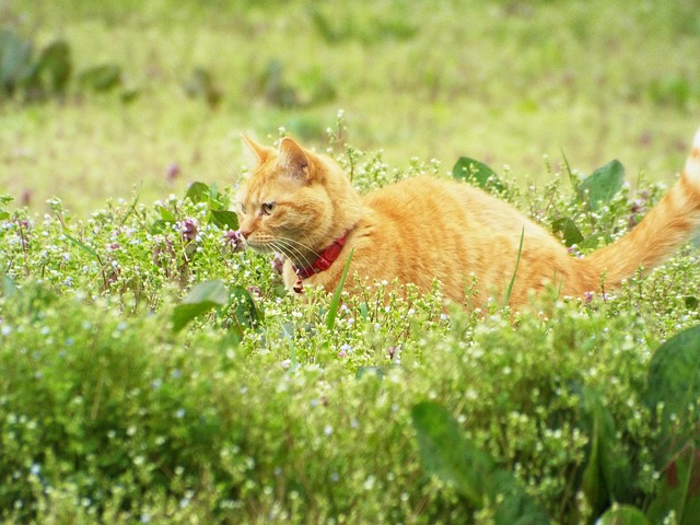 猫舎から子猫を迎える決定的理由！優良ブリーダーの見分け方と見学の罠