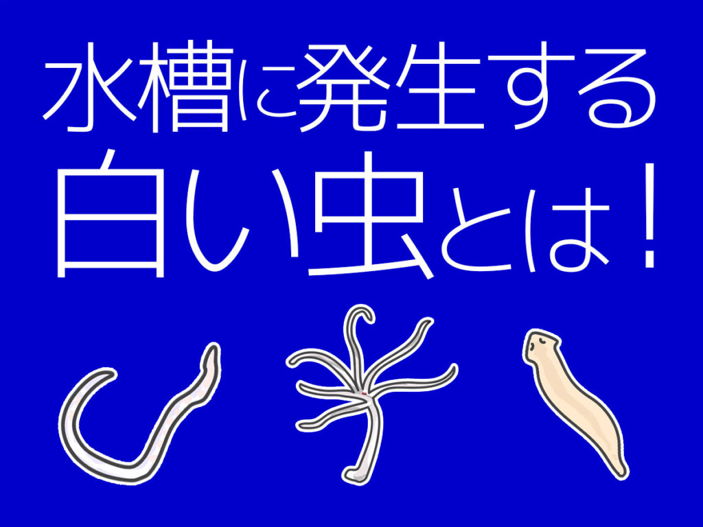 水槽周りを飛ぶ虫の正体と発生原因！魚に安全な駆除＆最新予防策