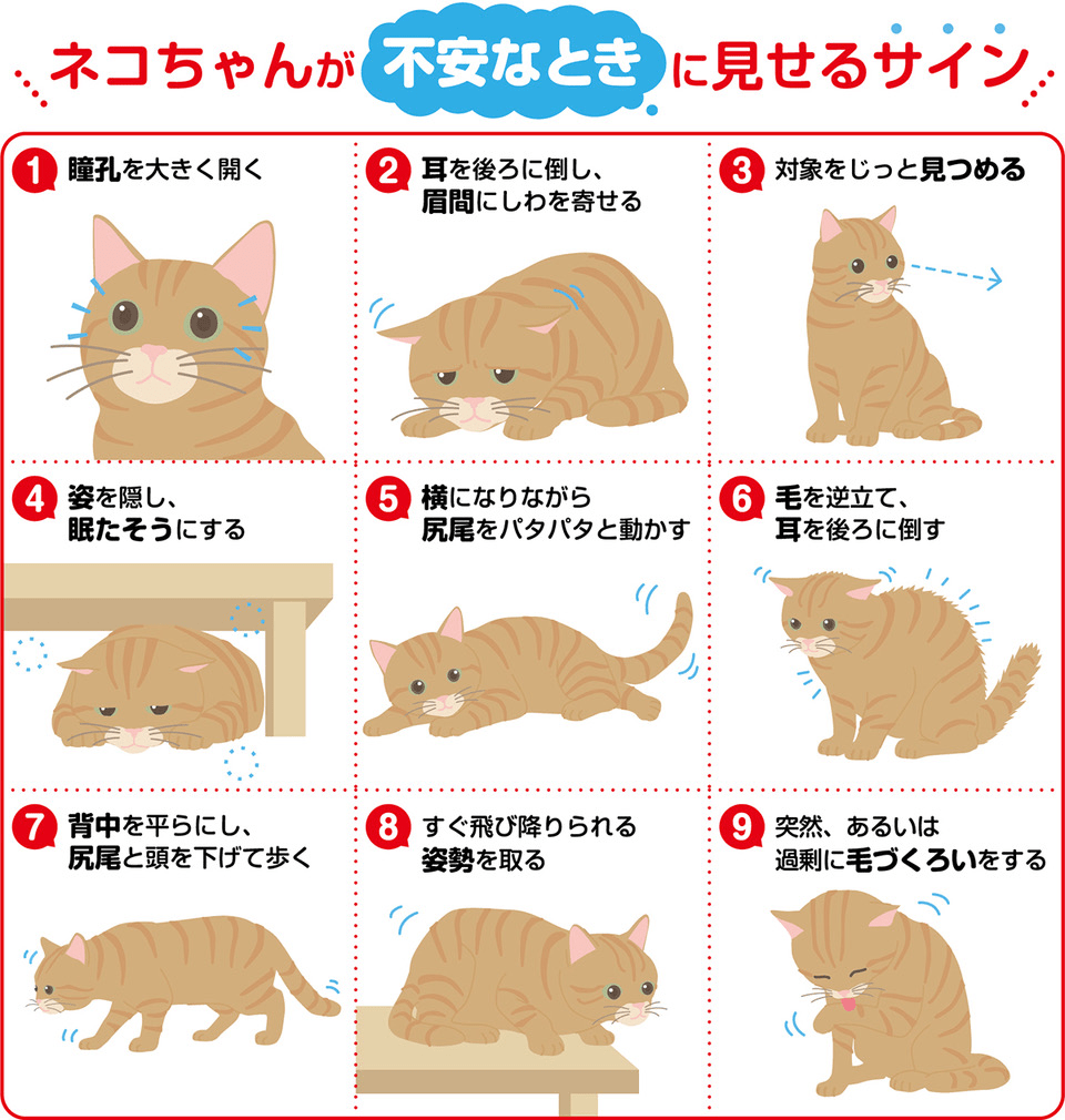 愛猫のSos見逃してない？猫のサインと本音を獣医師視点で徹底解明