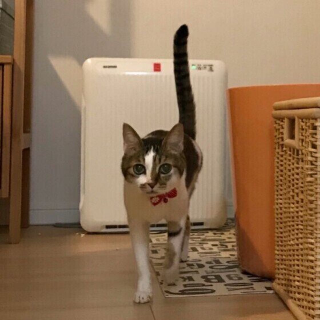 愛猫が尻尾を立てる心理とは？ピーンと震わせる理由と隠れた警戒サイン