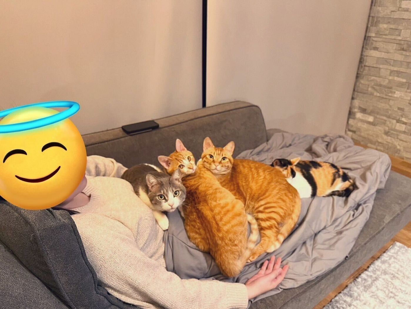 なぜ猫はお腹の上で寝る？隠された心理と信頼サインの真相を徹底解説