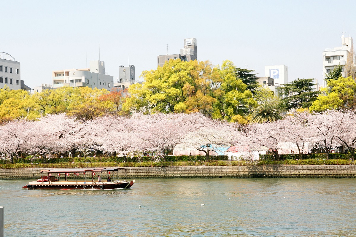 毛馬桜之宮公園2026お花見完全攻略！開花見頃・屋台・穴場とBbq最新ルール