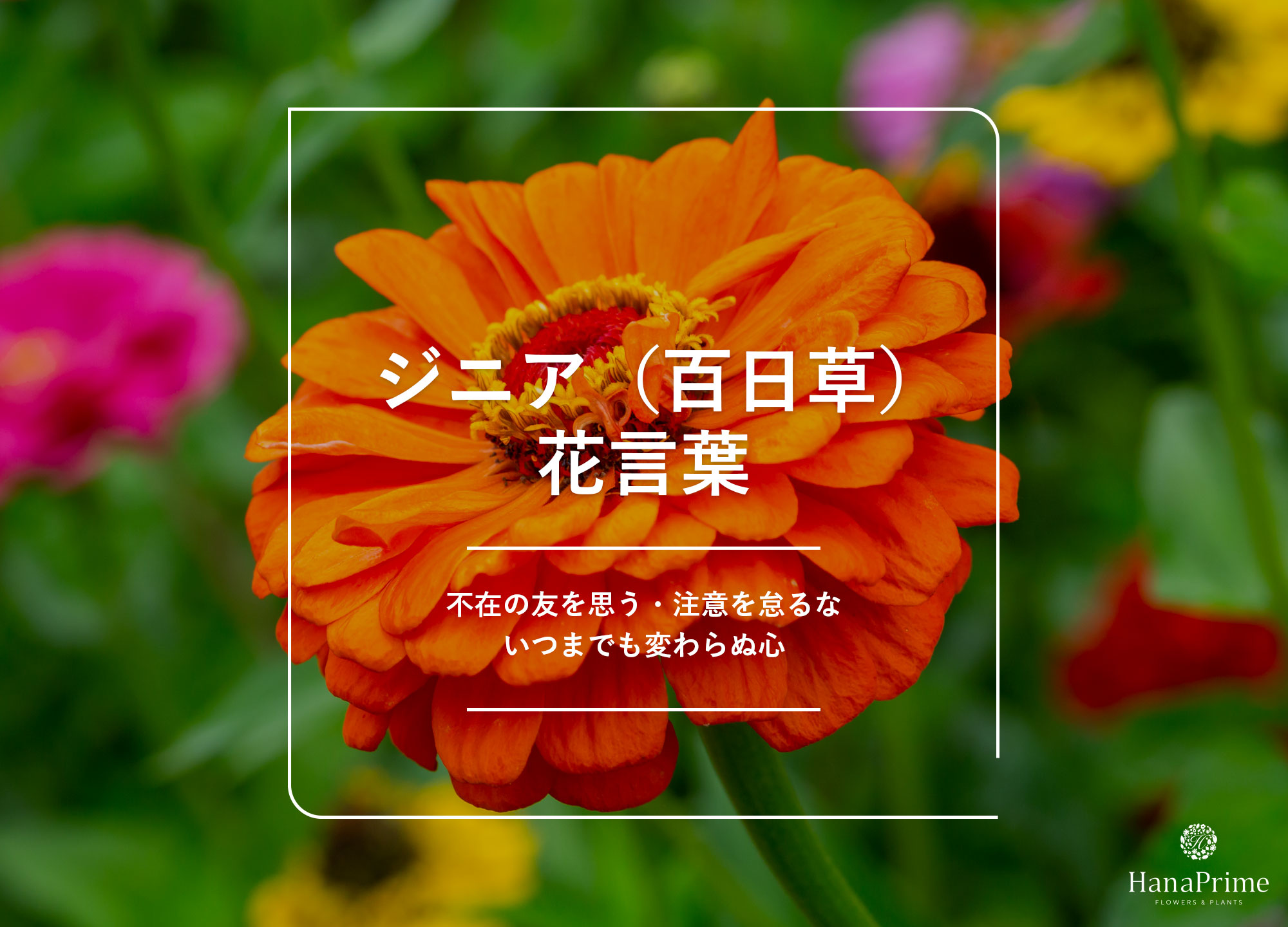 ジニア花言葉に怖い意味はある？「不在の友」の真相と色別ギフト注意点