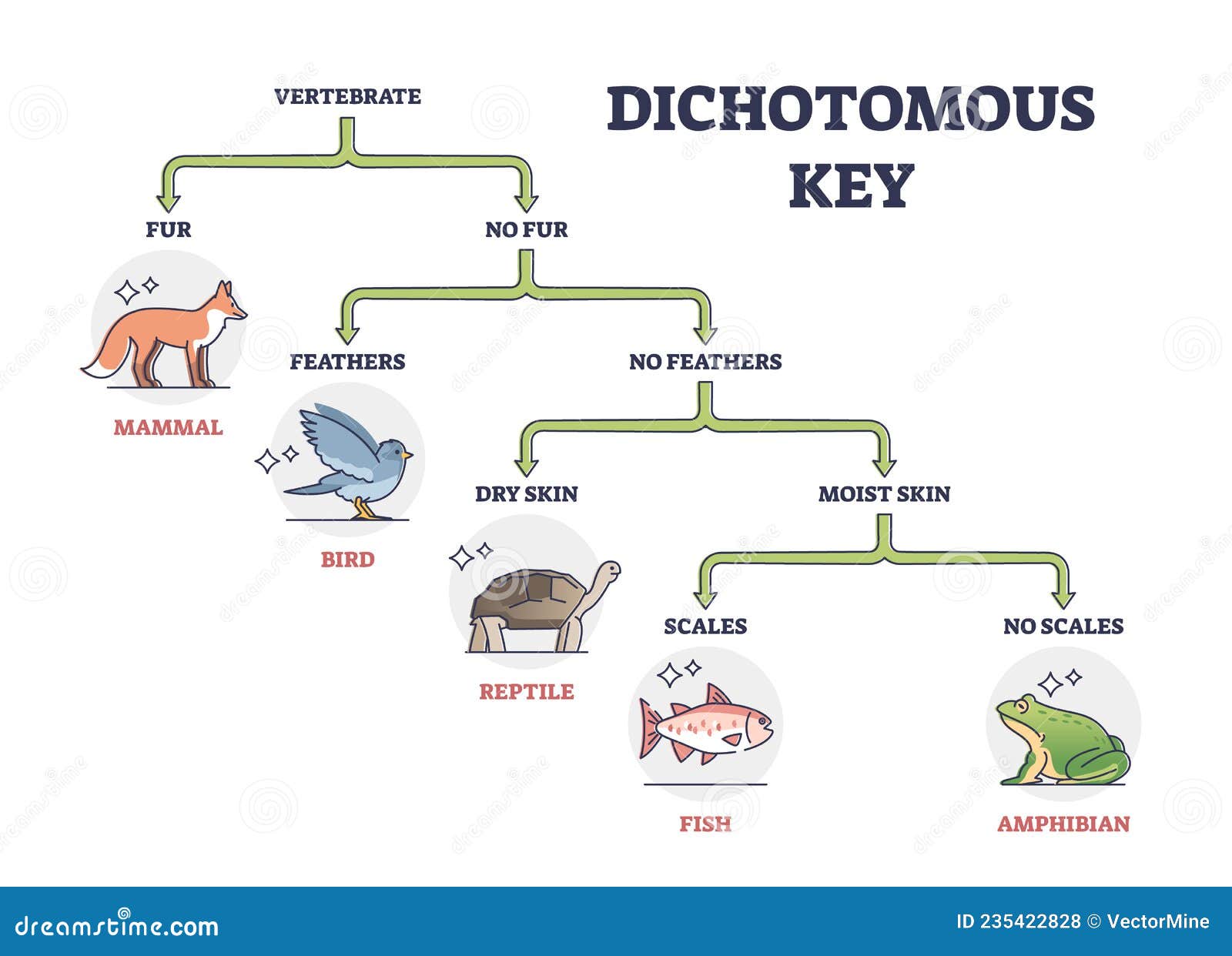 Examples of Dichotomous Keys with Animals