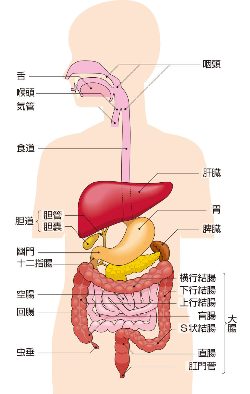 消化器外科とは？内科との違いから最新手術・受診の目安まで徹底解説