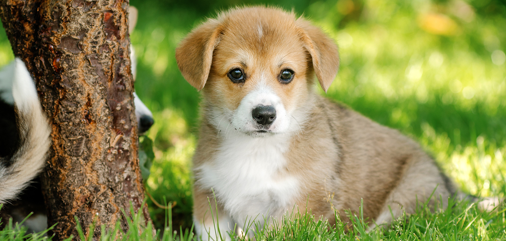 【プロフィール】 犬 死ぬ 前 の 行動 人気理由と評判まとめ #718