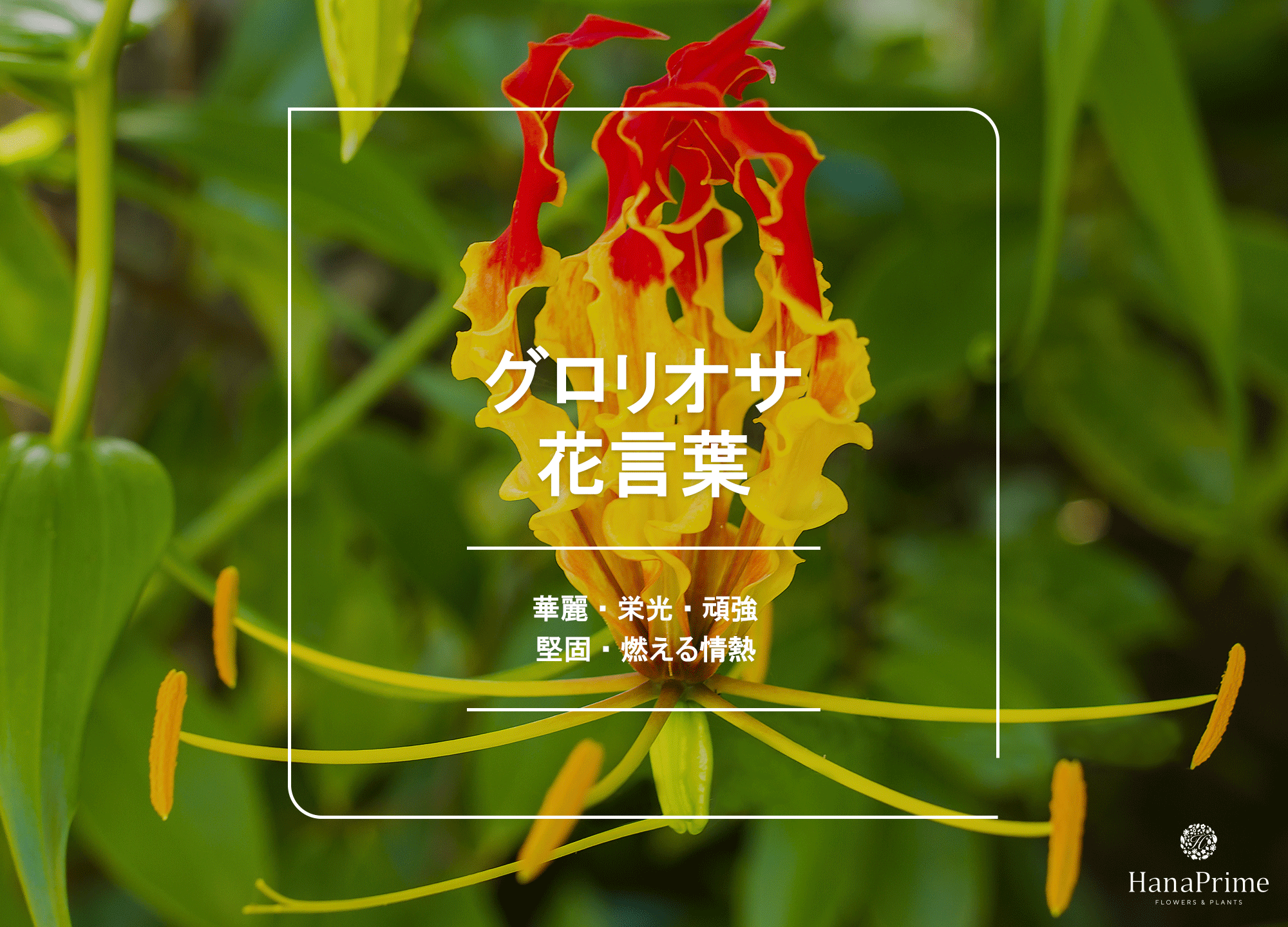グロリオサの花言葉は怖い？「栄光」の裏に潜む猛毒の真相と贈答マナー