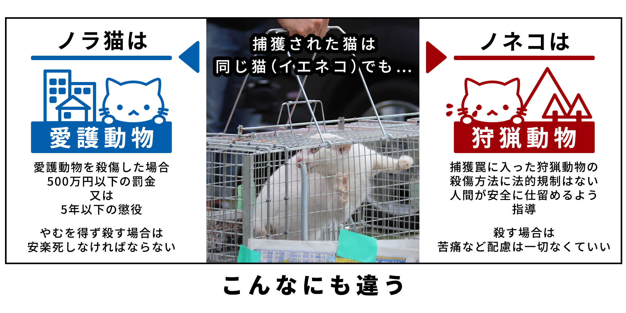 ノネコとノラネコの違いとは？命の選別と奄美で続く葛藤の深層