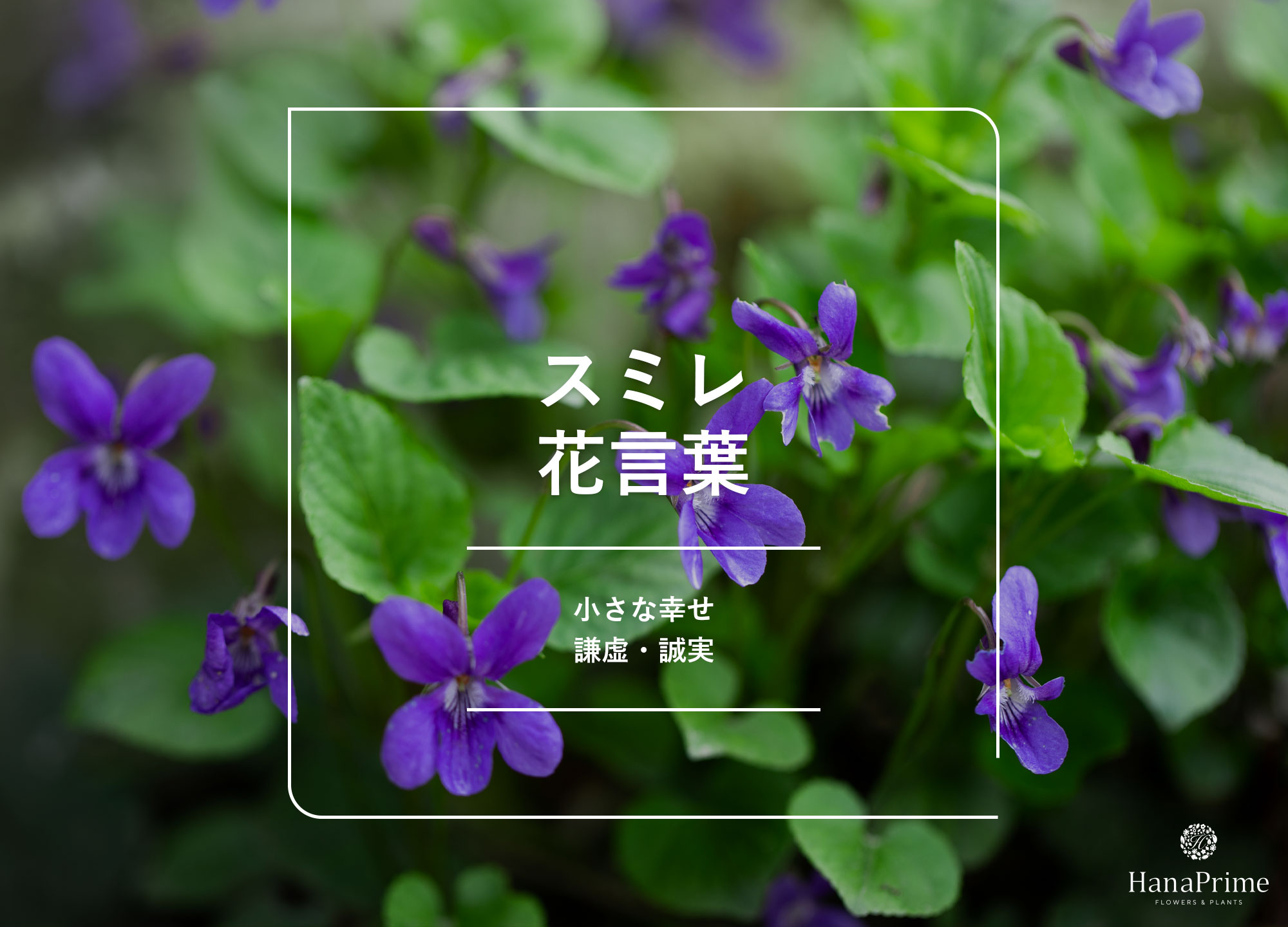すみれの花言葉に怖い噂？色別の意味やギリシャ神話の真実を徹底解剖
