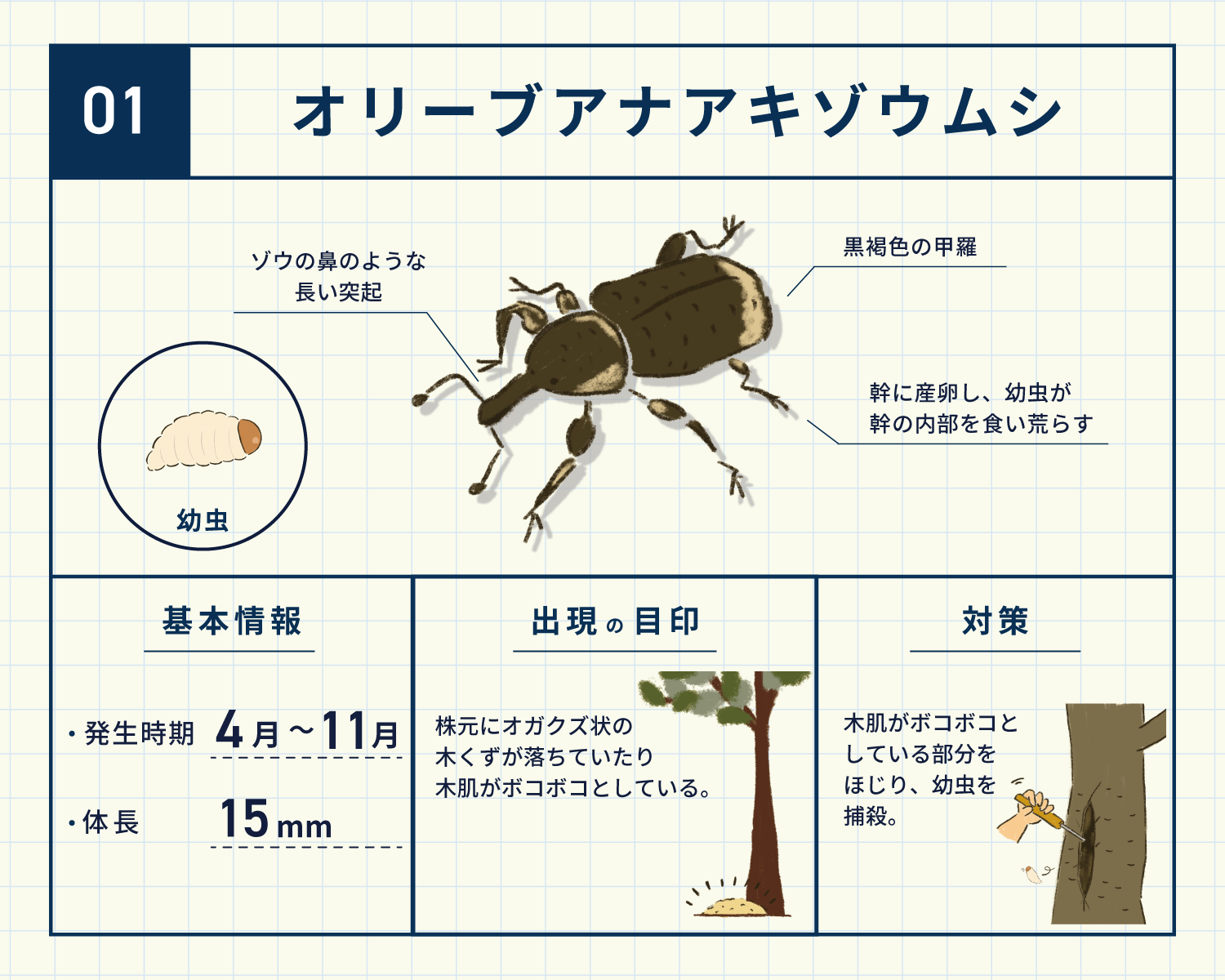 オリーブが枯れる原因！アナアキゾウムシの駆除法とスミチオン散布術