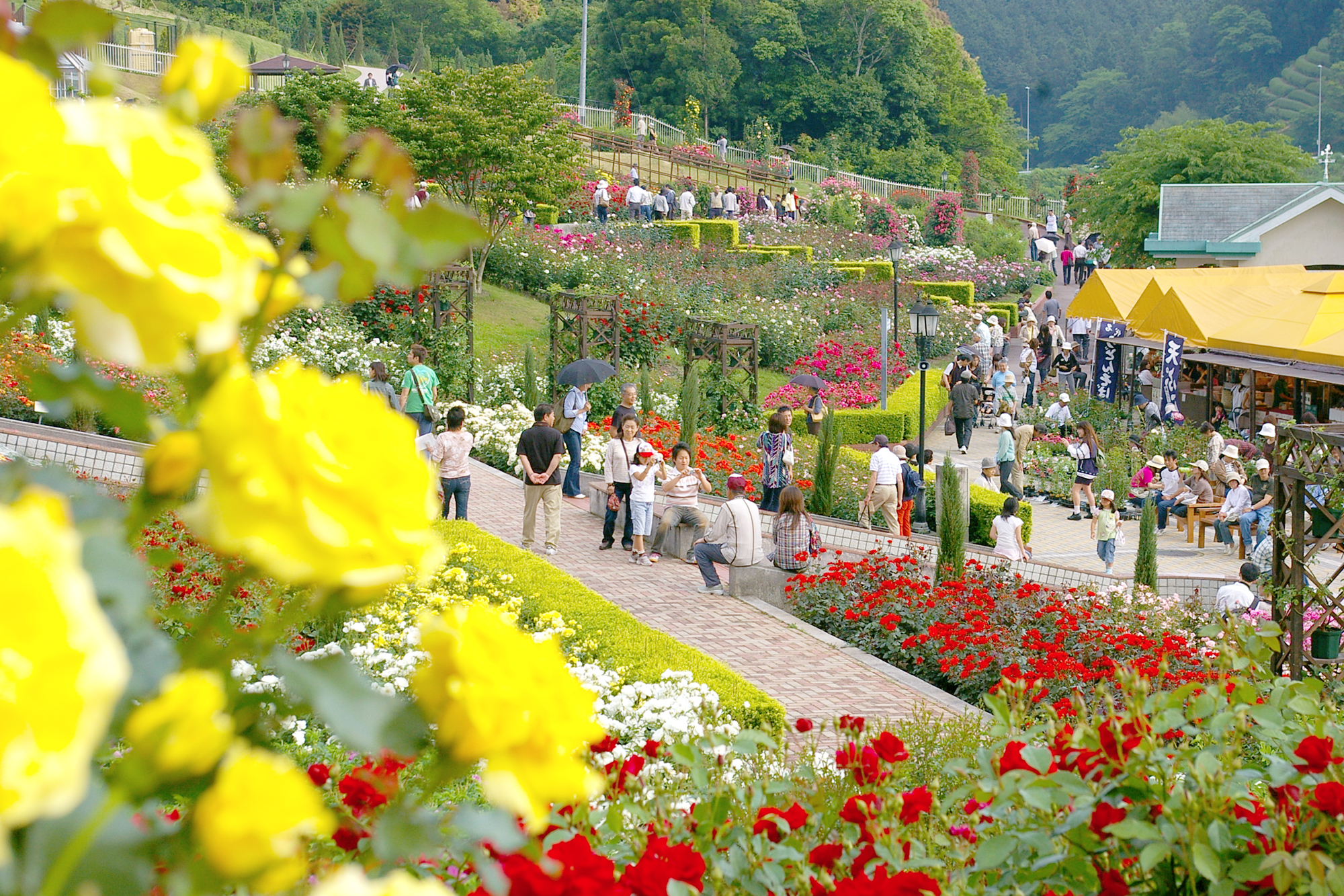 島田市ばらの丘公園2026見頃と開花状況！駐車場や割引・限定ソフト徹底ガイド