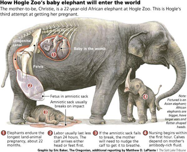 How Long Is a Pregnancy for an Elephant