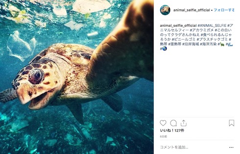 「可愛い」の裏に潜む絶滅危機。私たちがSnsで消費する動物たちの悲痛な叫びと、2026年の新たな選択肢