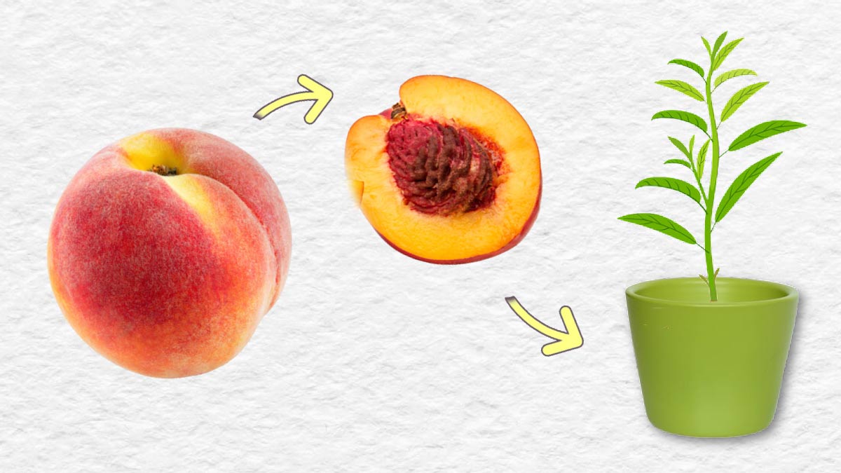 Can You Grow a Peach Tree from a Pit